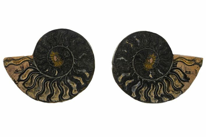 Cut/Polished Ammonite Fossil - Unusual Black Color #132557